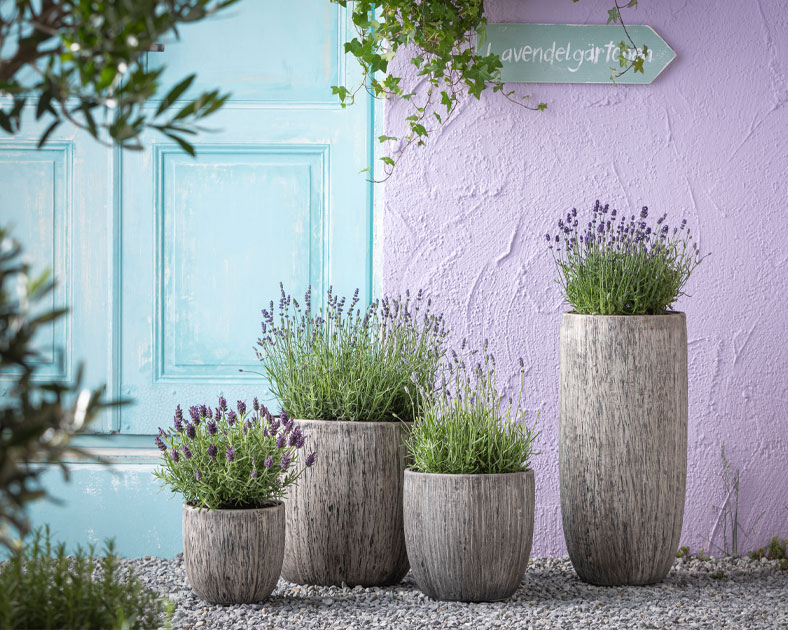 Wohnen mit Kräutern