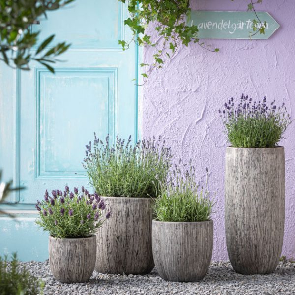 Wohnen mit Kräutern